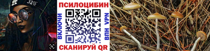 Купить где  Калач-на-Дону  Псилоцибиновые грибы Psilocybe 